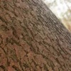 Chinese White Pine Bark (5152) - Image 2