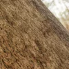 Chinese White Pine Bark (5153) - Image 2