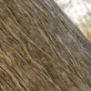 Flame Tree Bark (5169) - Image 2