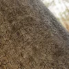 Flame Tree Bark (5172) - Image 2