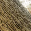 Ginkgo Tree Bark (5154) - Image 2