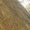Ginkgo Tree Bark (5155) - Image 2