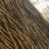 Ginkgo Tree Bark (5156) - Image 2