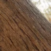 Ginkgo Tree Bark (5157) - Image 2