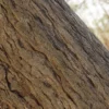 Ginkgo Tree Bark (5158) - Image 2