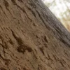 Ginkgo Tree Bark (5159) - Image 2