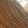 Jackfruit Tree Bark (5173) - Image 2