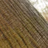 Jackfruit Tree Bark (5174) - Image 2