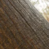 Jackfruit Tree Bark (5175) - Image 2