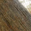 Jackfruit Tree Bark (5176) - Image 2
