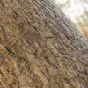 Japanese Fantail Willow Bark (5145) - Image 2