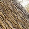 Japanese Fantail Willow Bark (5146) - Image 2