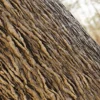 Japanese Fantail Willow Bark (5147) - Image 2