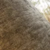 Japanese Mock Orange Bark (5161) - Image 2