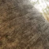 Japanese Mock Orange Bark (5162) - Image 2