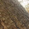 Japanese Mock Orange Bark (5163) - Image 2