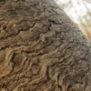 Japanese Mock Orange Bark (5164) - Image 2