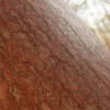 Japanese Red Pine Bark (5138) - Image 2