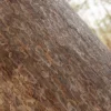 Japanese Red Pine Bark (5141) - Image 2