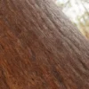 Japanese Red Pine Bark (5142) - Image 2