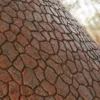 Japanese Red Pine Bark (5140) - Image 2
