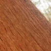 Japanese Yew Bark (5165) - Image 2