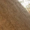 Japanese Yew Bark (5166) - Image 2