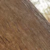 Japanese Yew Bark (5167) - Image 2