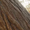Japanese Yew Bark (5168) - Image 2
