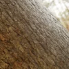 Korean Spruce Bark (5134) - Image 2