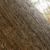 Korean Spruce Bark With Moss (5135) - Image 2