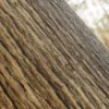 Narra Tree Bark (5178) - Image 2