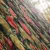 Rainbow Eucalyptus (5183) - Image 2