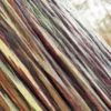 Rainbow Eucalyptus (5185) - Image 2