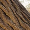 Rhododendron Bark (5188) - Image 2
