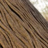 Rhododendron Bark (5189) - Image 2