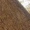 Rhododendron Bark (5190) - Image 2