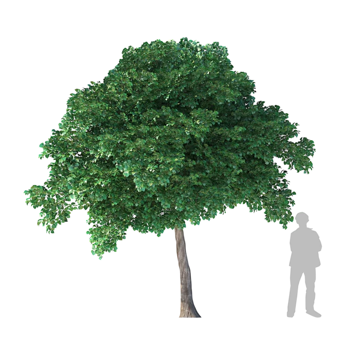 Sacred Fig Tree 4.7m