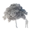 Sacred Fig Tree 4.7m - Image 2