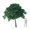 Sacred Fig Tree 4.7m - Image 3