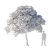 Sacred Fig Tree 4.7m - Image 4
