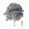 Sacred Fig Tree 6.2m - Image 2