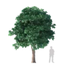 Sacred Fig Tree 6.2m - Image 3
