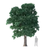 Sacred Fig Tree 7.6m - Image 3