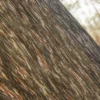 Dawn Redwood Bark (51100) - Image 2