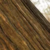 Dawn Redwood Bark (5198) - Image 2