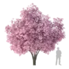 Japanese Cherry Tree 6.1m - Image 3
