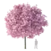 Japanese Cherry Tree 8.4m - Image 3