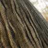 Wisteria Bark (5192) - Image 2
