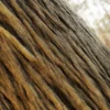 Wisteria Bark (5193) - Image 2